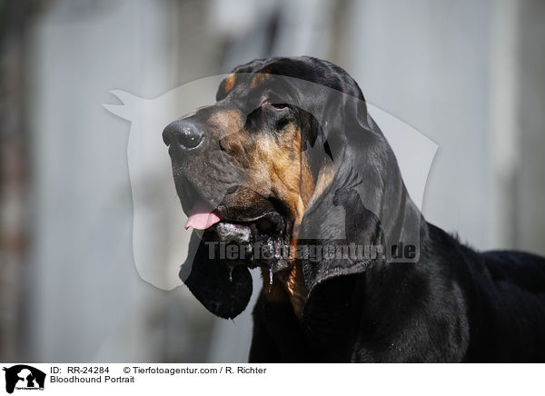 Bloodhound Portrait / RR-24284