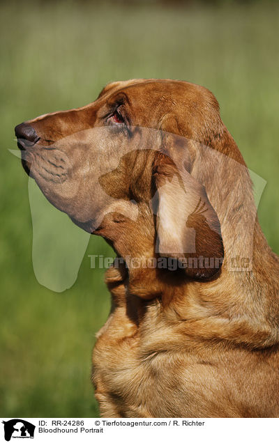 Bloodhound Portrait / RR-24286