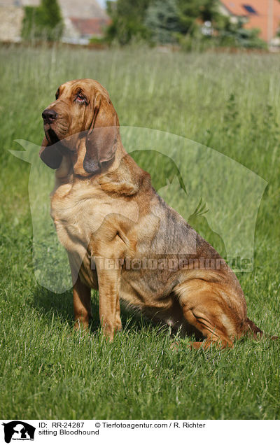 sitting Bloodhound / RR-24287