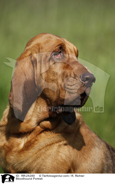 Bloodhound Portrait / RR-24289