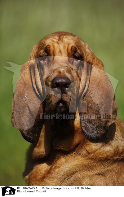 Bloodhound Portrait / RR-24291