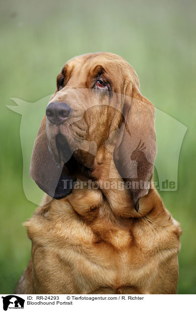 Bloodhound Portrait / RR-24293
