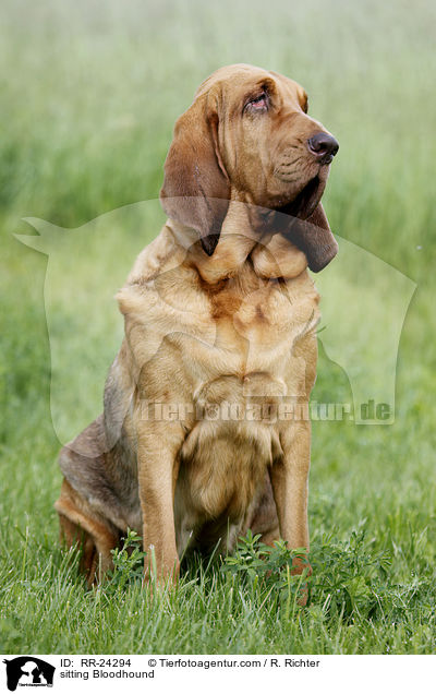 sitting Bloodhound / RR-24294