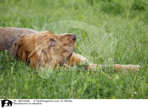Bloodhound on meadow / RR-24296