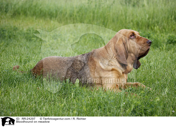 Bloodhound on meadow / RR-24297