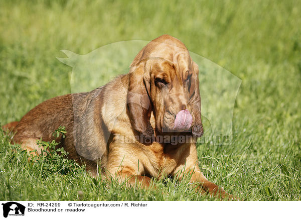 Bloodhound on meadow / RR-24299
