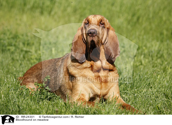 Bloodhound on meadow / RR-24301