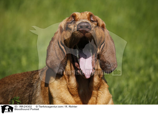 Bloodhound Portrait / RR-24302
