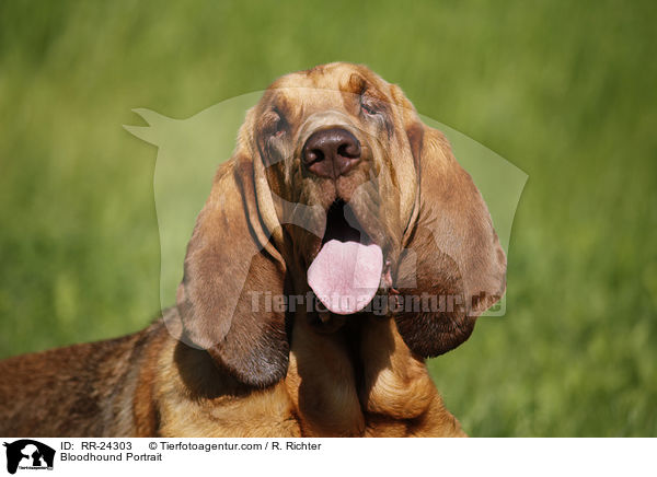 Bloodhound Portrait / RR-24303
