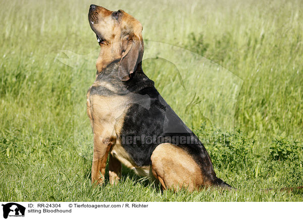 sitting Bloodhound / RR-24304
