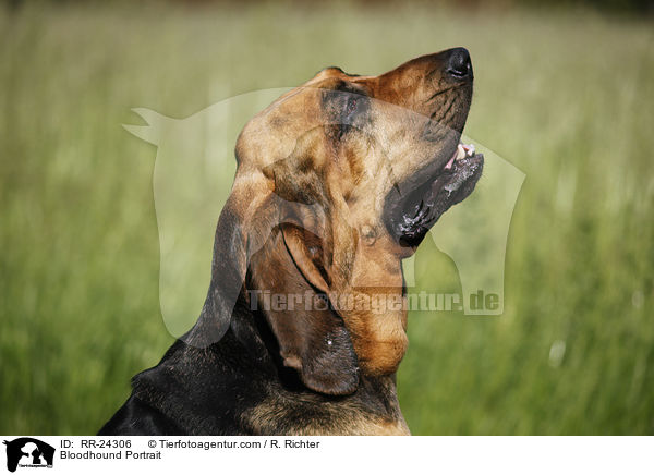 Bloodhound Portrait / RR-24306