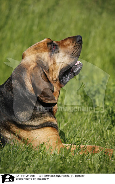 Bloodhound on meadow / RR-24308