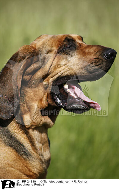 Bloodhound Portrait / RR-24310