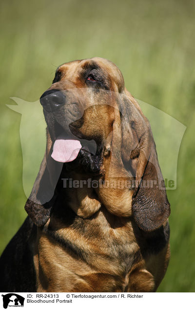 Bloodhound Portrait / RR-24313
