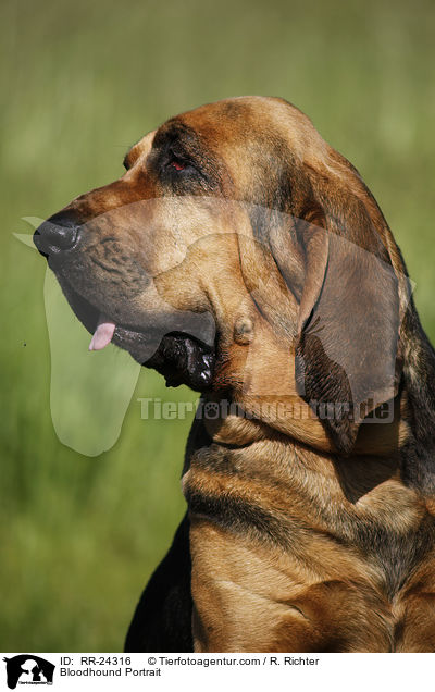 Bloodhound Portrait / RR-24316