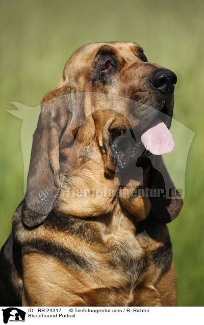 Bloodhound Portrait / RR-24317