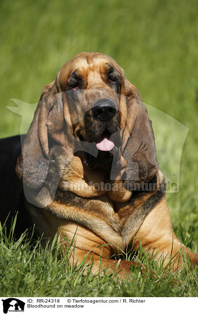 Bloodhound on meadow / RR-24318