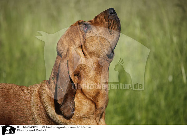 Bloodhound Portrait / RR-24320