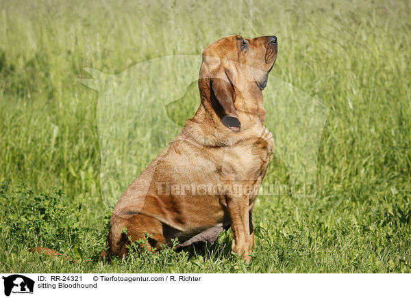 sitting Bloodhound / RR-24321