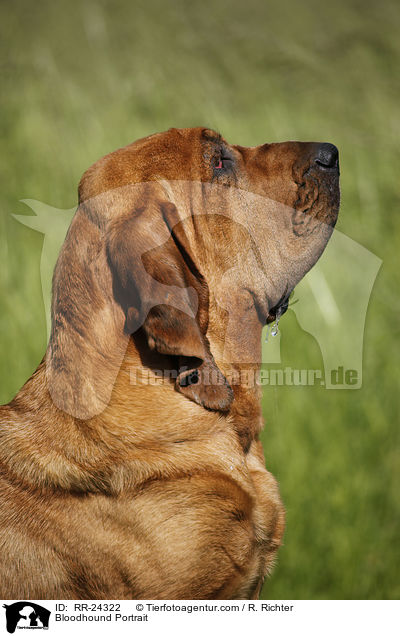 Bloodhound Portrait / RR-24322