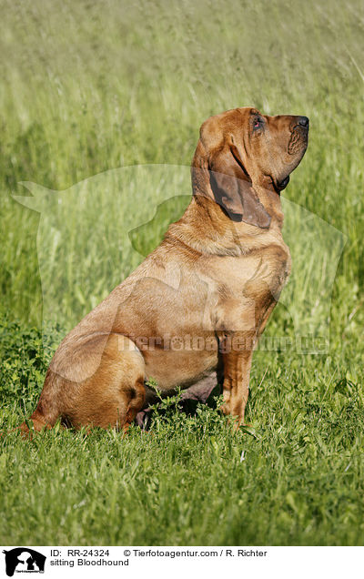 sitting Bloodhound / RR-24324