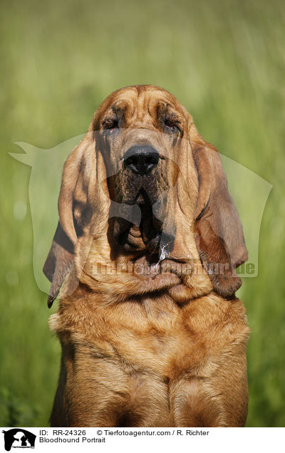 Bloodhound Portrait / RR-24326