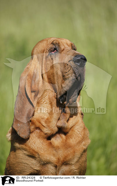 Bloodhound Portrait / RR-24328