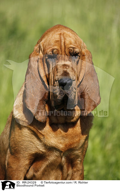 Bloodhound Portrait / RR-24329