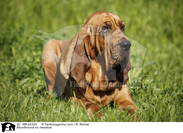 Bloodhound on meadow / RR-24330