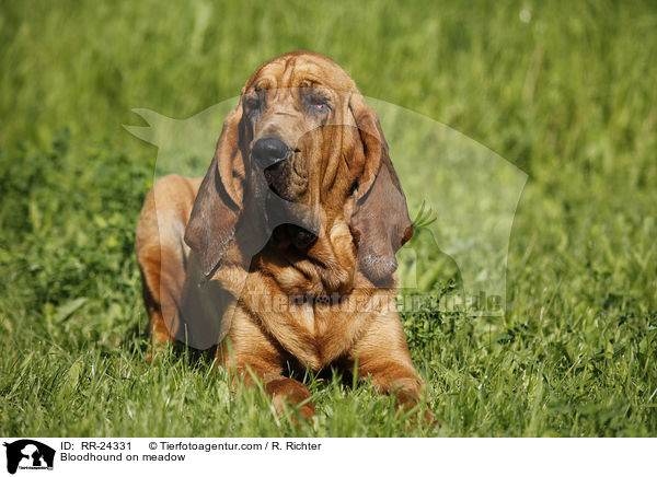 Bloodhound on meadow / RR-24331