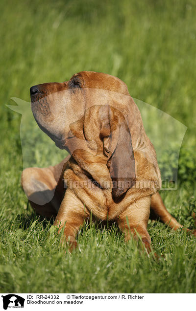 Bloodhound on meadow / RR-24332