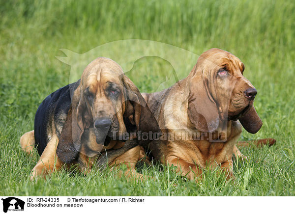 Bloodhound on meadow / RR-24335