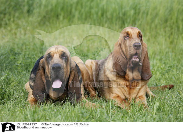 Bloodhound on meadow / RR-24337