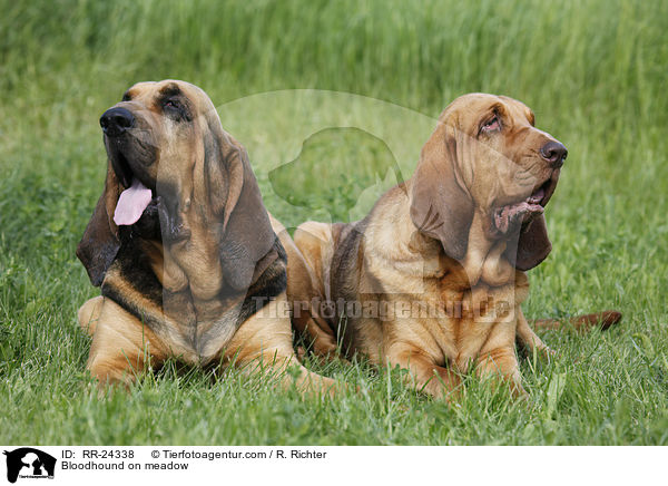 Bloodhound on meadow / RR-24338