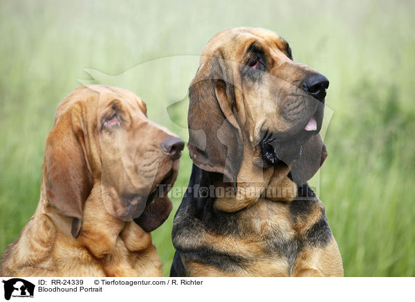 Bloodhound Portrait / RR-24339