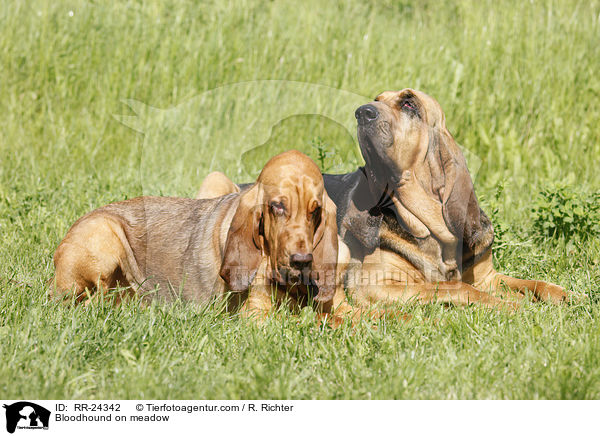 Bloodhound on meadow / RR-24342