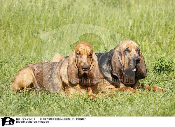 Bloodhound on meadow / RR-24343
