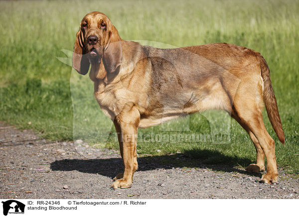 standing Bloodhound / RR-24346