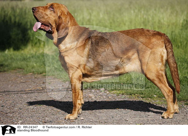 standing Bloodhound / RR-24347