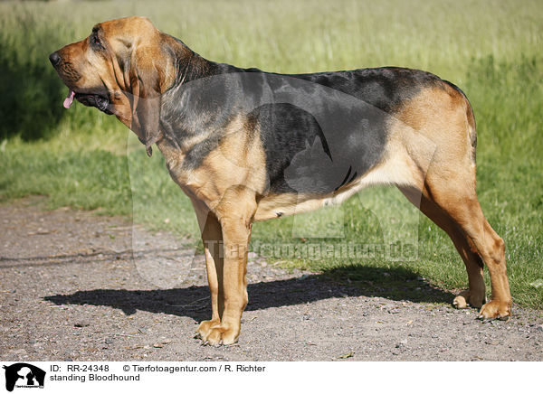 standing Bloodhound / RR-24348