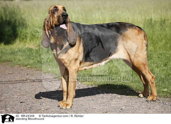 standing Bloodhound / RR-24349