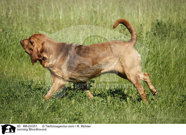 running Bloodhound / RR-24351