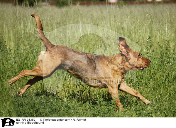 running Bloodhound / RR-24352