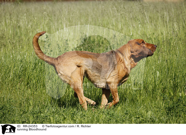running Bloodhound / RR-24353
