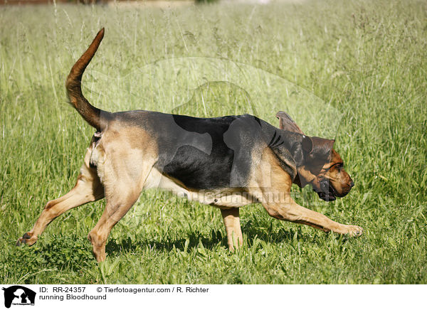 running Bloodhound / RR-24357