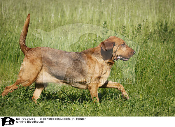 running Bloodhound / RR-24358