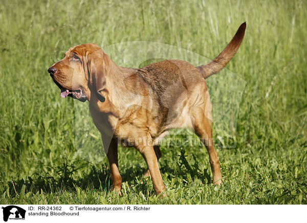 standing Bloodhound / RR-24362