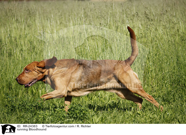 running Bloodhound / RR-24363