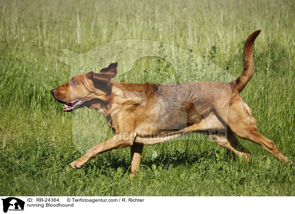 running Bloodhound / RR-24364
