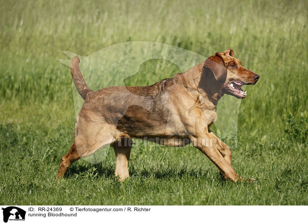 running Bloodhound / RR-24369